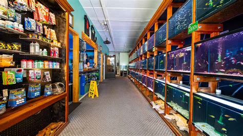where to buy live fish|Fish Store .